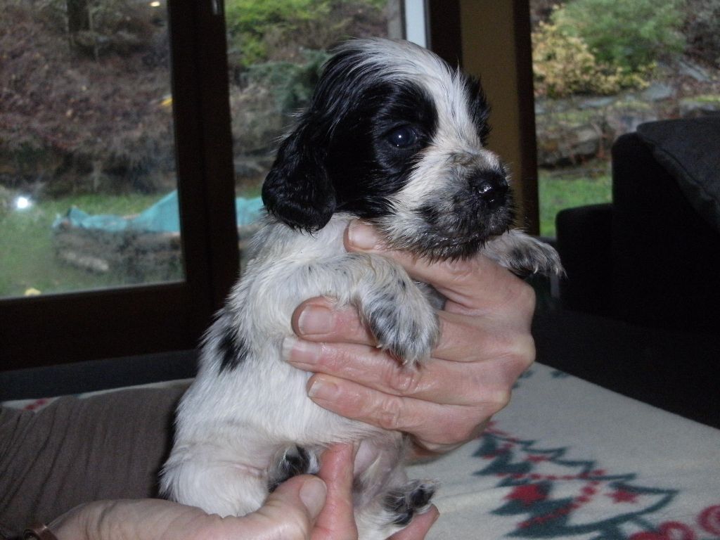 CHIOT